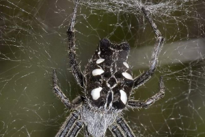Spider darwin - създател на гигантски паяжини
